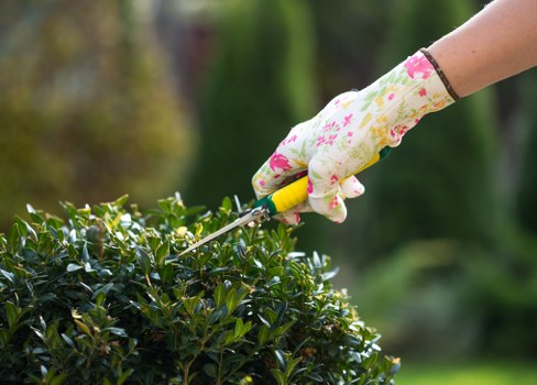 The image shows a close-up view of a gardener's hand wearing a floral-patterned gardening glove, using pruning shears to trim a dense, dark green hedge in a well-maintained outdoor garden. The hedge is composed of small, glossy leaves, forming a neat, defined boundary in the landscaped yard. In the background, a grassy lawn with lush, evenly cut grass stretches out, bordered by taller trees and shrubs that add vertical structure to the garden. The scene appears to be taken during daylight with natural lighting, and the overall environment suggests a tidy, cared-for outdoor space typical of residential gardens in Highgate, London. The careful pruning work reflects professional gardening practices that aim to maintain healthy, attractive plant growth in local outdoor spaces, which Landscapers Highgate offers as part of their gardening services.