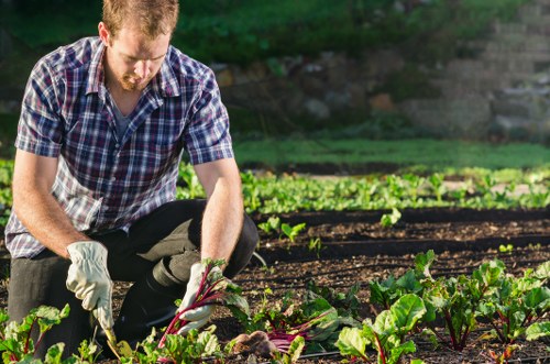 A man wearing a checked shirt and gardening gloves is crouching in a landscaped garden, tending to a patch of leafy greens and vegetable plants that are growing in neatly maintained raised beds. The garden features dark, well-tilled soil and lush green foliage, with some plants displaying purple stems and broad leaves. In the background, there are additional garden beds and a row of trees, suggesting a quiet outdoor environment possibly in a private backyard or community gardening area within Highgate. The scene is lit by natural sunlight, indicating clear weather conditions, and the overall setting reflects attentive outdoor maintenance aligned with professional gardening services offered by Landscapers Highgate. The garden appears carefully organized, with distinct planting areas and healthy plant growth, creating a natural and productive outdoor space suitable for detailed landscaping and Lawn care activities typical of local garden maintenance projects in the area.