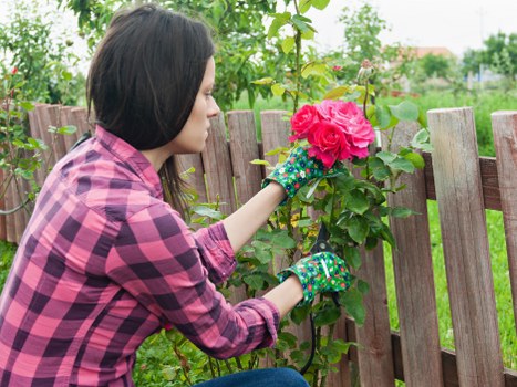 A woman wearing a pink and black checkered shirt and gardening gloves is tending to a flowering shrub with vibrant pink blossoms in a well-maintained outdoor garden, which features a wooden picket fence, lush green grass, and nearby leafy trees. The scene suggests a typical residential garden in the UK, with an emphasis on flower care and general outdoor maintenance. The background includes a clear sky and a few distant houses, indicating a peaceful suburban setting. The woman is carefully pruning or inspecting the plant, demonstrating gardening activities that a professional landscaper such as Landscapers Highgate might undertake as part of their gardening services. The garden area shows a combination of natural foliage and cultivated plants, with the soil appearing healthy and well-weeded. The lighting suggests a bright, mild day, ideal for outdoor gardening work. This scene highlights the importance of garden upkeep and plant health in residential landscaping, aligning with typical services offered in the Highgate area near London.