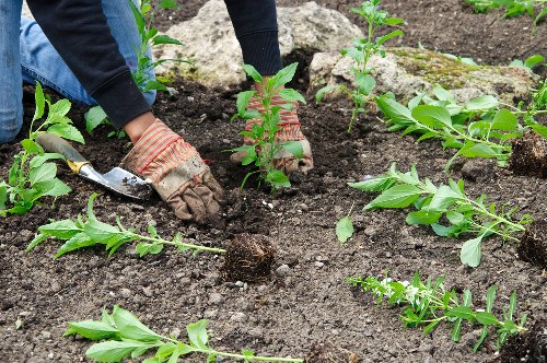 A gardener wearing protective gloves and a dark sweater is planting a young shrub into dark, rich soil within a landscaped garden area. The garden features a well-maintained grass lawn edge in the foreground, with newly planted shrubs arranged in a neat row, some with visible green foliage and reddish stems. Large rocks and soil borders are visible in the background, creating a natural separation between planting sections. The scene is outdoors, likely in a residential garden in Highgate, with natural daylight illuminating the plants and soil. This setting highlights professional gardening practices such as planting and soil preparation, relevant to lawn care and garden landscaping services provided by companies like Landscapers Highgate.