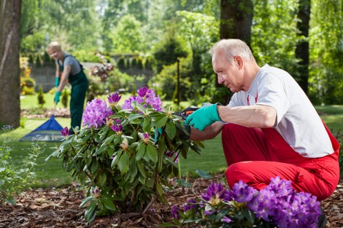 A middle-aged man with short grey hair, dressed in a white t-shirt and red gardening trousers, is kneeling on the ground while carefully pruning a large flowering shrub with purple and pink blossoms in a backyard garden. He is wearing teal gloves and appears focused on his task, surrounded by a well-maintained garden landscape that includes a lush green grass lawn, mature trees in the background providing shade, and flower beds with vibrant plants. In the background, a person in a dark top and green trousers is using a garden tool, indicating ongoing outdoor maintenance or gardening work. The garden features a mix of natural tones with rich soil, healthy green foliage, and colorful flowers, under bright natural light suggesting a clear day. This outdoor space, with its landscaped plants and organized layout, reflects quality garden care that a professional landscaper from Highgate such as Landscapers Highgate would service, supporting local gardening and lawn maintenance needs in the area near the N6 postcode district.