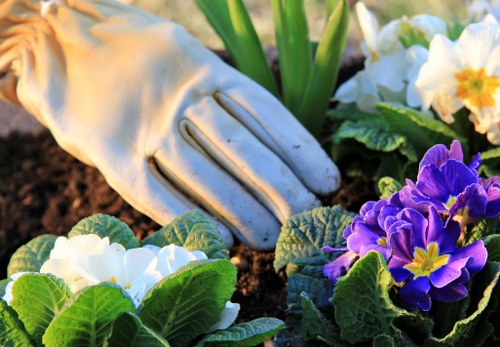 A close-up image of a gardener's hand wearing a white gardening glove, carefully tending to a flower bed in an outdoor garden space. The bed contains a mix of vibrant purple and white flowers with bright yellow centers, set against rich, dark soil. Surrounding the flowers are green leaves with prominent veins, contributing to the lush appearance of the garden. In the background, leafy green plants and faint hints of garden edging are visible, suggesting a well-maintained landscaped yard typical of properties in Highgate. The scene appears to be taken on a sunny day, with natural light highlighting the textures of the soil, leaves, and flowers, supporting gardening and landscaping activities by Landscapers Highgate.