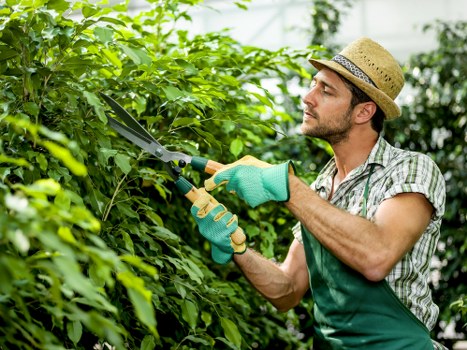 A man wearing a straw hat, plaid shirt, and green gardening apron is trimming dense green hedge foliage with a pair of pruning shears in an outdoor garden. The hedge is lush and well-maintained, with healthy, vibrant leaves forming a dense natural barrier. Behind the hedge, there are trees and a blurred background suggesting a spacious garden environment, possibly in Highgate. The garden surface nearby is a combination of soil and paved pathway areas, with some parts of the lawn visible in the foreground. The scene is illuminated by natural daylight, indicating fair weather conditions. The man appears focused on shaping the hedge, reflecting professional landscaping and garden maintenance activities. This image demonstrates the service capabilities of landscaping companies like Landscapers Highgate, specialising in garden pruning, trimming, and general outdoor care for residential gardens in the Highgate area. The overall scene highlights attention to detail in garden upkeep, with a natural setting and well-kept outdoor landscape.