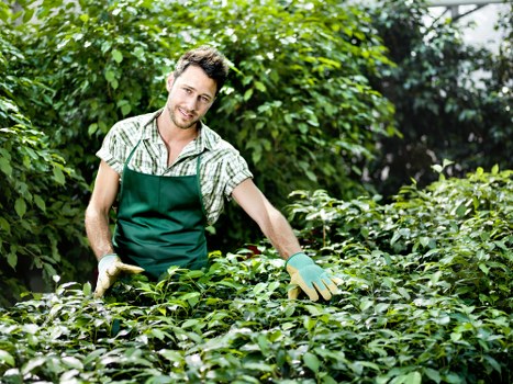 The image shows a young male gardener with light brown hair and a friendly expression, wearing a green apron over a checked shirt and gloves, standing outdoors in a lush garden setting. Behind him and in front of him are well-maintained, dense green shrubs and plant borders, indicating recent pruning or hedge trimming work. The garden features a vibrant mix of foliage, with a variety of shrubs and leafy plants creating a layered landscape. Sunlight filters through the trees, suggesting a bright day with natural outdoor lighting. The environment appears to be a private garden or landscaped outdoor space typical of suburban or residential areas in Highgate, London, offering an ideal setting for gardening and landscaping services provided by companies like landscapershighgate.co.uk. The scene emphasizes tidy, healthy greenery, showcasing professional outdoor maintenance focused on shrub and hedge care, aligning with a high-quality gardening service in the local area.