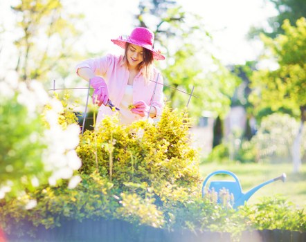 A woman wearing a pink hat, pink gardening gloves, and a light pink shirt is tending to a garden bed filled with yellow flowering shrubs. She is using small garden tools to prune or care for the plants. In the foreground, there is a lush green lawn with dense grass and a defined border separating it from the flower bed. Behind her, a backdrop of leafy trees with fresh green foliage suggests a bright, sunny day, and natural daylight illuminates the scene. To the right, a blue watering can is placed near the garden bed, indicating ongoing garden maintenance. The overall setting is a well-maintained outdoor garden or backyard area, likely part of a professional landscaping service in Highgate, demonstrating a tidy, vibrant outdoor space suitable for gardening activities and outdoor enjoyment.