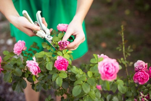 A close-up view of a person pruning a flowering rose bush in a well-maintained garden. The individual is using pruning shears to trim the plant, which has lush green leaves and vibrant pink roses in bloom. In the background, there are other garden elements such as soil and small plants, indicating a landscaped outdoor space. The garden features neat flower beds bordered by soil, with a mixture of flowering bushes and naturally textured surfaces. The scene is lit by soft, natural daylight, suggesting mild weather conditions, and highlights the careful maintenance involved in garden and landscaping work. This image illustrates gardening activities typical of high-quality outdoor maintenance services provided by companies like Landscapers Highgate, supporting local garden care in the Highgate area, N6 postcode.