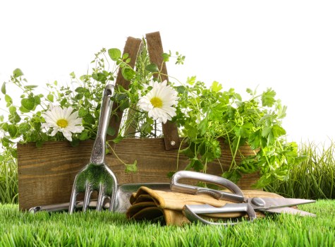 A photograph of a neatly maintained garden border featuring a row of lush green grass in the foreground, with a wooden garden bed in the background filled with vibrant green foliage and small seedlings. In front of the garden bed, there are various garden tools including a small hand fork, a trowel, and gloves, all resting on the grass, suggesting recent or ongoing gardening work. The garden area appears to be well-kept, with a natural outdoor setting typical of a landscaped yard in Highgate, and the lighting indicates a bright, clear day suitable for gardening activities, reflecting the professional gardening services provided by Landscapers Highgate.