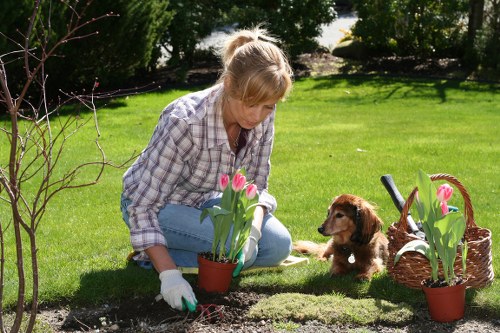 A woman wearing a checked shirt and light blue jeans is kneeling on a lush green lawn in a garden, planting pink tulip flowers from small pots into the soil. She is wearing gardening gloves and appears to be carefully placing the plants while looking down at her work. Nearby, a small brown puppy sits attentively, observing her activity. The garden features well-maintained grass, a background of trees and shrubs providing shade, and a sunny outdoor environment with natural light. To the right, there is a wicker basket with additional potted pink tulips, indicating ongoing planting or gardening projects. The overall scene captures a peaceful, well-kept outdoor space typical of a residential garden in Highgate, with a focus on planting, lawn care, and outdoor maintenance through professional gardening services.