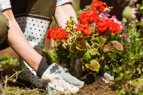 A gardener's hands, wearing white gardening gloves with black dotted patterns, are planting bright red geraniums in a garden bed. The soil appears dark and well-tilled, with the plant positioned in front of other flowering plants, including some pink and purple blooms. In the background, there are green foliage and a garden environment that suggests a well-maintained outdoor space. The scene is illuminated by natural daylight, indicating suitable weather for gardening activities, supporting professional gardening and landscaping services in the Highgate area. This detailed view highlights the careful planting process involved in maintaining healthy garden beds within a landscaped yard or outdoor space, consistent with the services provided by Landscapers Highgate for garden care and maintenance in London or nearby regions.