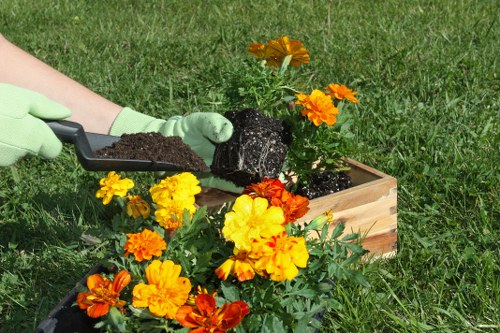 A gardener wearing light green gloves is planting a vibrant orange and yellow marigold flower into a wooden rectangular flower bed in a grassy garden. The flower bed contains rich, dark soil, which is being carefully placed around the young plant using a small black trowel. Surrounding the flower bed are other marigolds and similar flowering plants with bright, natural tones, creating a colourful display against the lush green lawn. In the background, additional grass and a section of the garden boundary are visible, indicating an outdoor landscaped space in Highgate. This scene reflects landscaping and gardening activities aimed at enhancing outdoor spaces with flowering plants, typical of professional local garden maintenance services that include planting and lawn care.