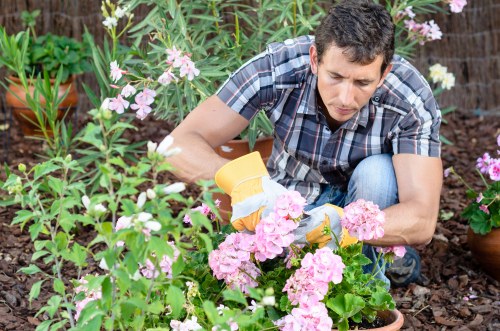 A man wearing a plaid shirt and jeans is gardening in a backyard, carefully pruning pink flowering plants with yellow gardening gloves. The garden features a lush green lawn in the foreground, with flower beds containing vibrant pink and white blossoms, bordered by dark soil and mulch. In the background, there are potted plants with green foliage, and a wooden fence partially covered by flowering shrubs. The outdoor space appears well-maintained, with natural daylight highlighting the variety of plants and the textured surfaces of the soil and paving. This scene reflects typical gardening activities that a professional landscaper like Landscapers Highgate might undertake within a landscaped yard in the Highgate area, including plant care and aesthetic enhancement of outdoor spaces.